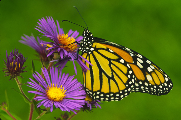 monarch butterfly on aster.jpg