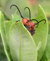milkweed beetles peeking at you 1.jpg