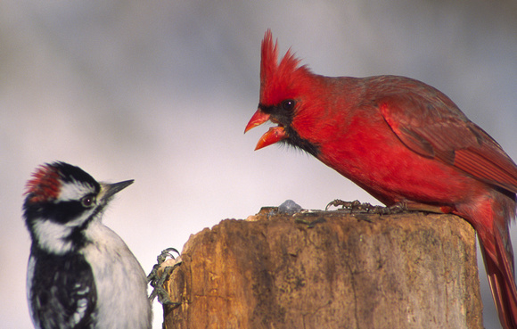 cardinal talking to downy woodpecker.jpg