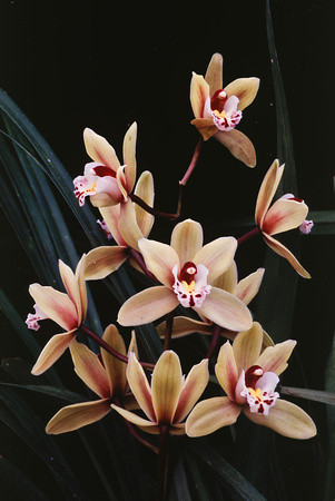 belle isle orchids 07 22.jpg