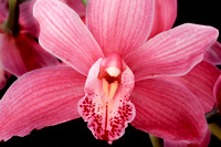 belle isle orchids 07 7.jpg