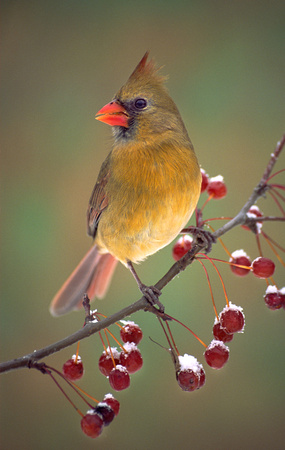 female cardinal on berries cropped.jpg