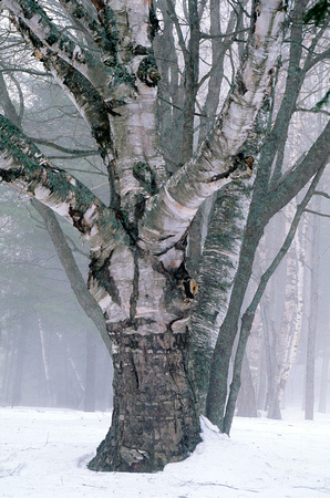 UP winter birch tree taquanamen 1.jpg
