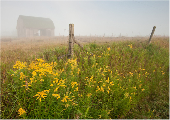 barn and goldenrod in fog 09 214