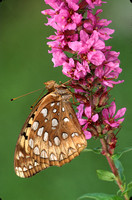 great fritillary butterfly on loosestrife 1.jpg
