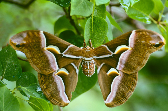 cynthia moth 06 2.jpg