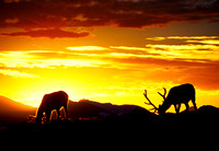 2 elk at sunset 2.jpg
