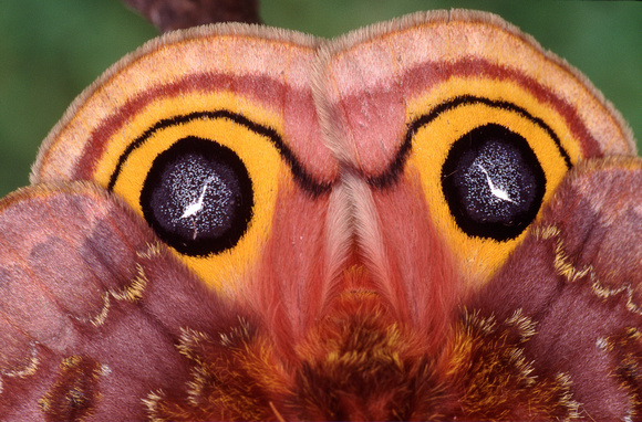 io moth eye spot closeup 1.jpg
