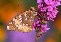 great fritillary butterfly on loosestrife 2.jpg