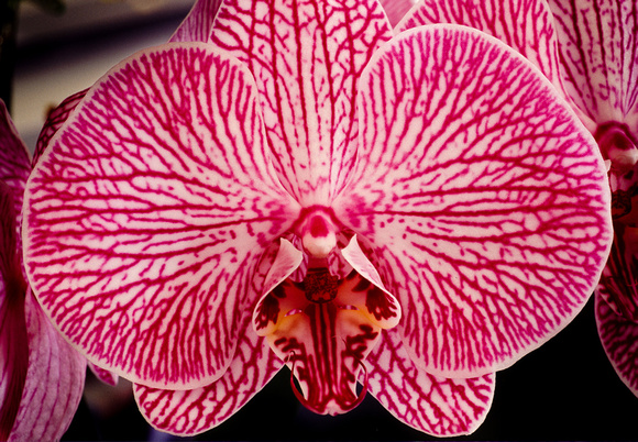 belle isle orchids 07 21.jpg
