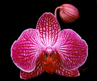 belle isle orchids 07 25.jpg