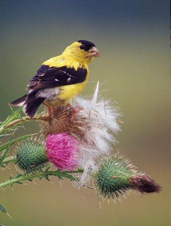 goldfinch male on thistle 1.jpg