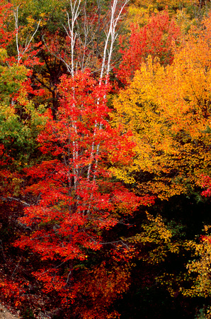 acadia fall color 2.jpg