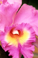 belle isle orchids 07 11.jpg