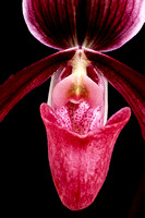belle isle orchids 07 14.jpg