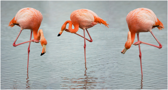 flamingo itch-3.jpg