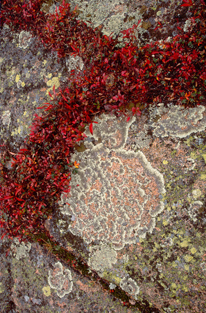 acadia cadilac mtn lichen 1.jpg