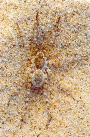 caseville sand spider 1.jpg