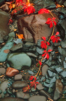gl UP fall color virginia creeper wet rocks 05