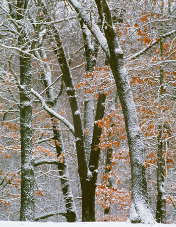snow and trees huron meadows 06 4.jpg