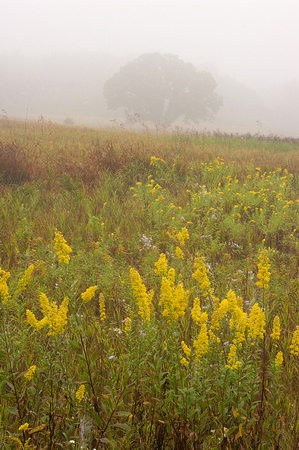 goldenrod and oaktree in fog.jpg