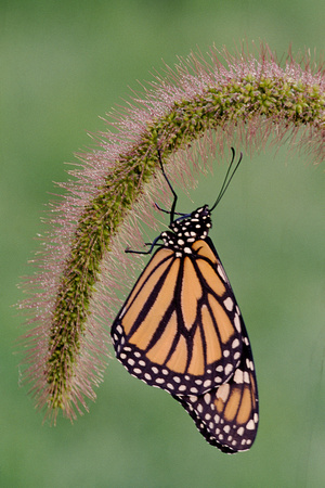 monarch on grass 1.jpg
