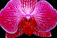 belle isle orchids 07 19.jpg