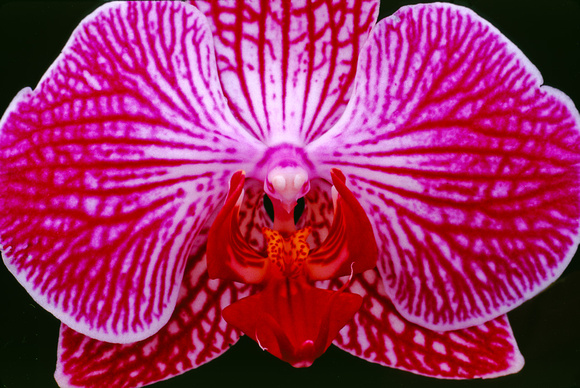belle isle orchids 07 19.jpg
