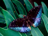 callaway gardens butterfly 2.jpg