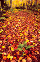 gl fall lake superior maple leaf trail 06 1