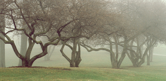 huron meadows thru ground fog 3_07_1.jpg