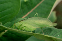 katydid on milkweed 06 1.jpg