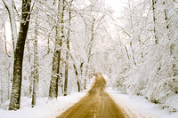 snow and trees rickett road 06 3.jpg