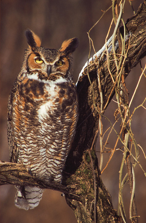 great horned owl winter 3.jpg