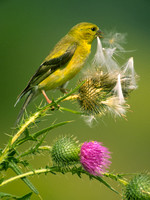 female goldfinch on thistle 1 crop.jpg