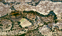 tree frog closeup 1.jpg