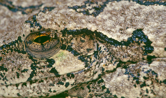 tree frog closeup 1.jpg