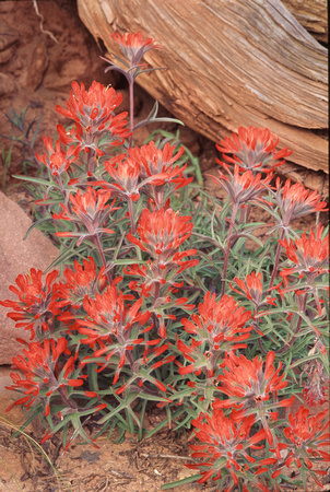 zion national park sliprock paintbrush flower.jpg