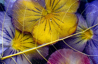 pansies and leaf vein 2 cropped.jpg