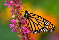 monarch on loosestrife 1.jpg