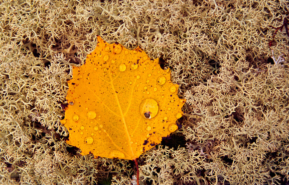 acadia aspen leaf on moss.jpg