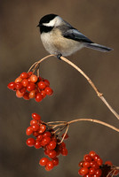 chickadee on red berries 3.jpg