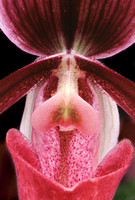 belle isle orchids 07 16.jpg