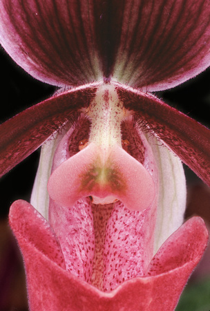 belle isle orchids 07 16.jpg