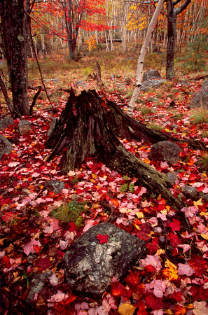 acadia red leaves stump birch 1.jpg