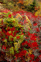 acadia cadilac mtn fall color 1.jpg