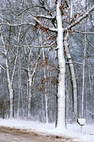 snow and trees rickett road 06 4.jpg