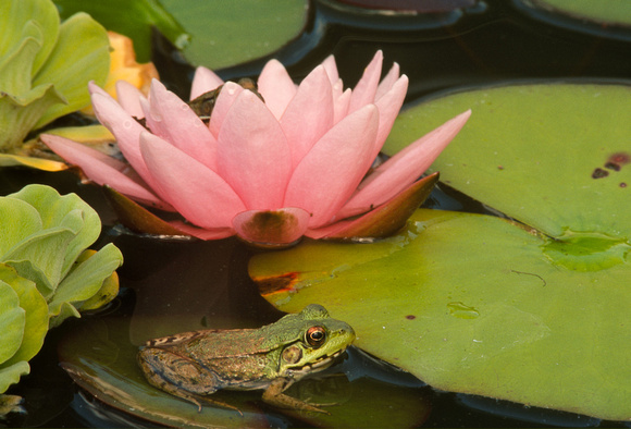 frog and pink water lily 06 1.jpg