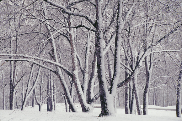 snow on trees Hudson Mills 01 1.jpg