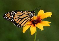 monarch on gloriosa daisy 1.jpg